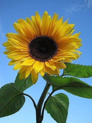 Zonnebloem zaden, Ophalen of Verzenden, Voorjaar, Volle zon, Zaad