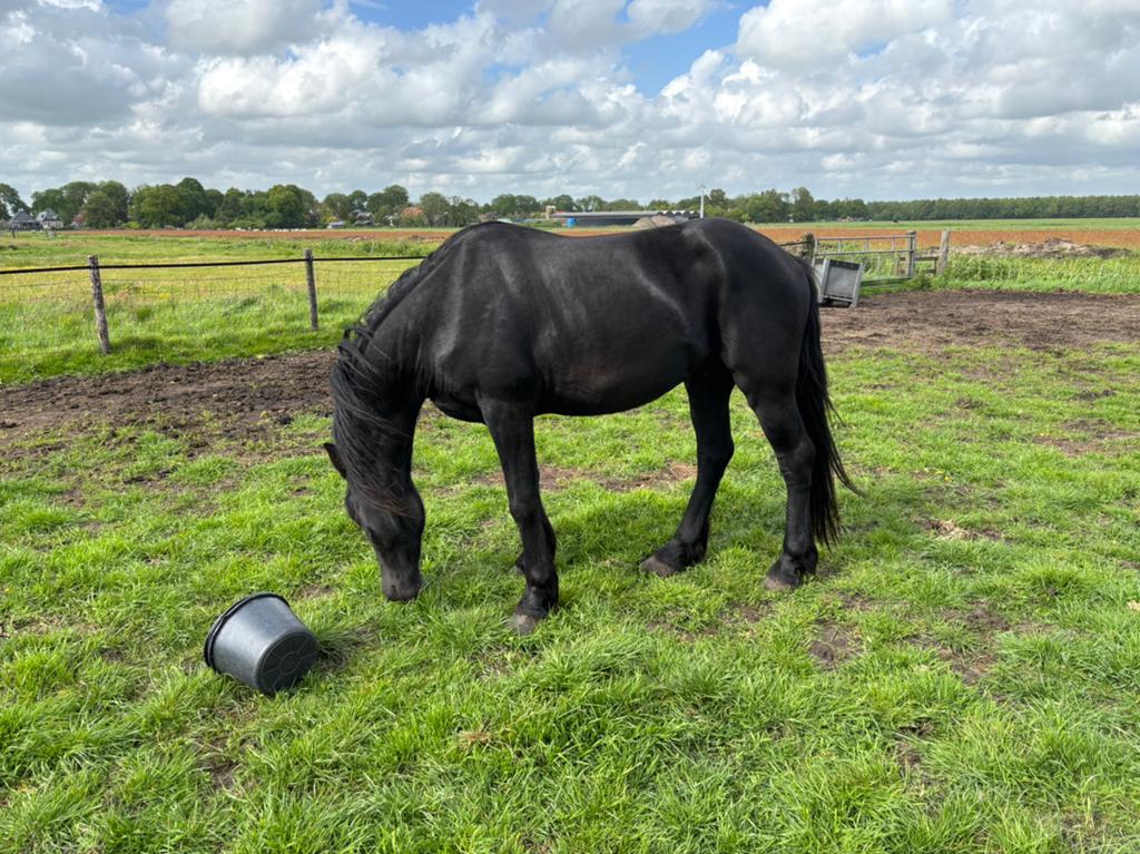 3 jarige Friese hengst, Dieren en Toebehoren, Hengst, 3 tot 6 jaar