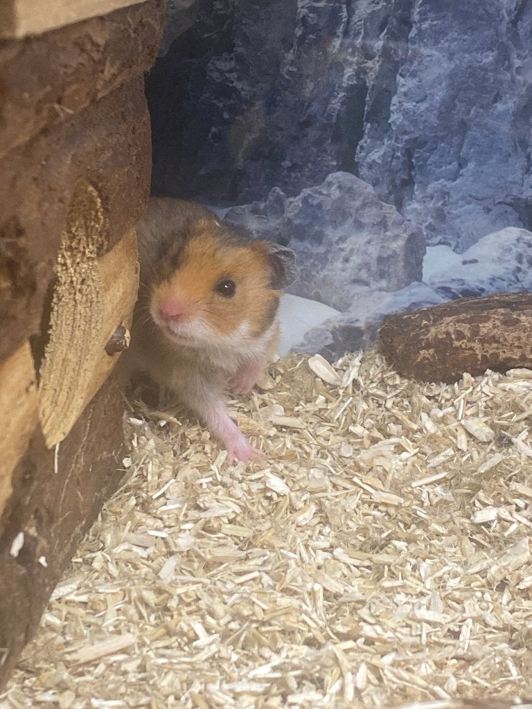 goudhamster, Dieren en Toebehoren, Augustus, Meerdere dieren, Hamster
