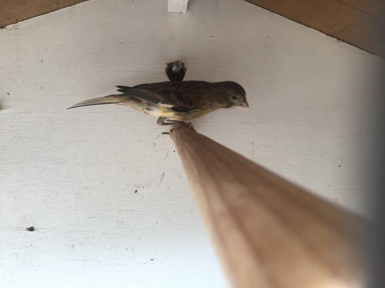 Harlekijn kanaries, Dieren en Toebehoren, Vogels | Kanaries, Meerdere dieren, Postuurkanarie