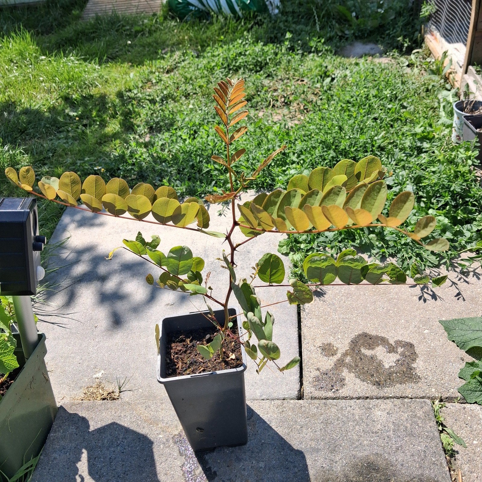 Acacia / Bolacacia (Robinia) - Sierlijke boom, Overige soorten, Lente, Minder dan 100 cm, Ophalen