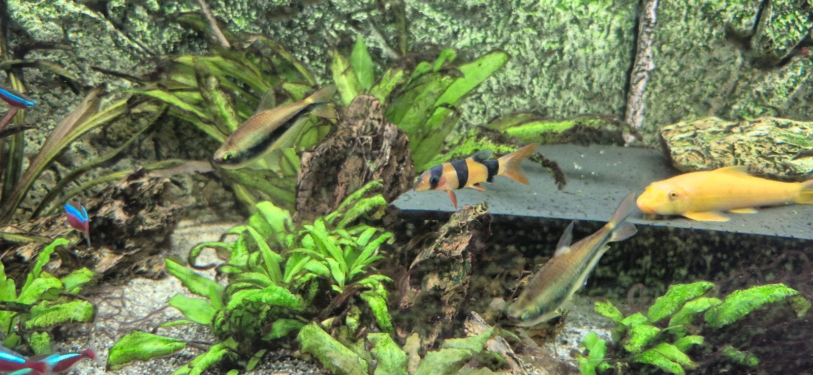 Clownbotia aangeboden, Dieren en Toebehoren, Vissen | Aquariumvissen, Vis, Zoetwatervis, Schoolvis