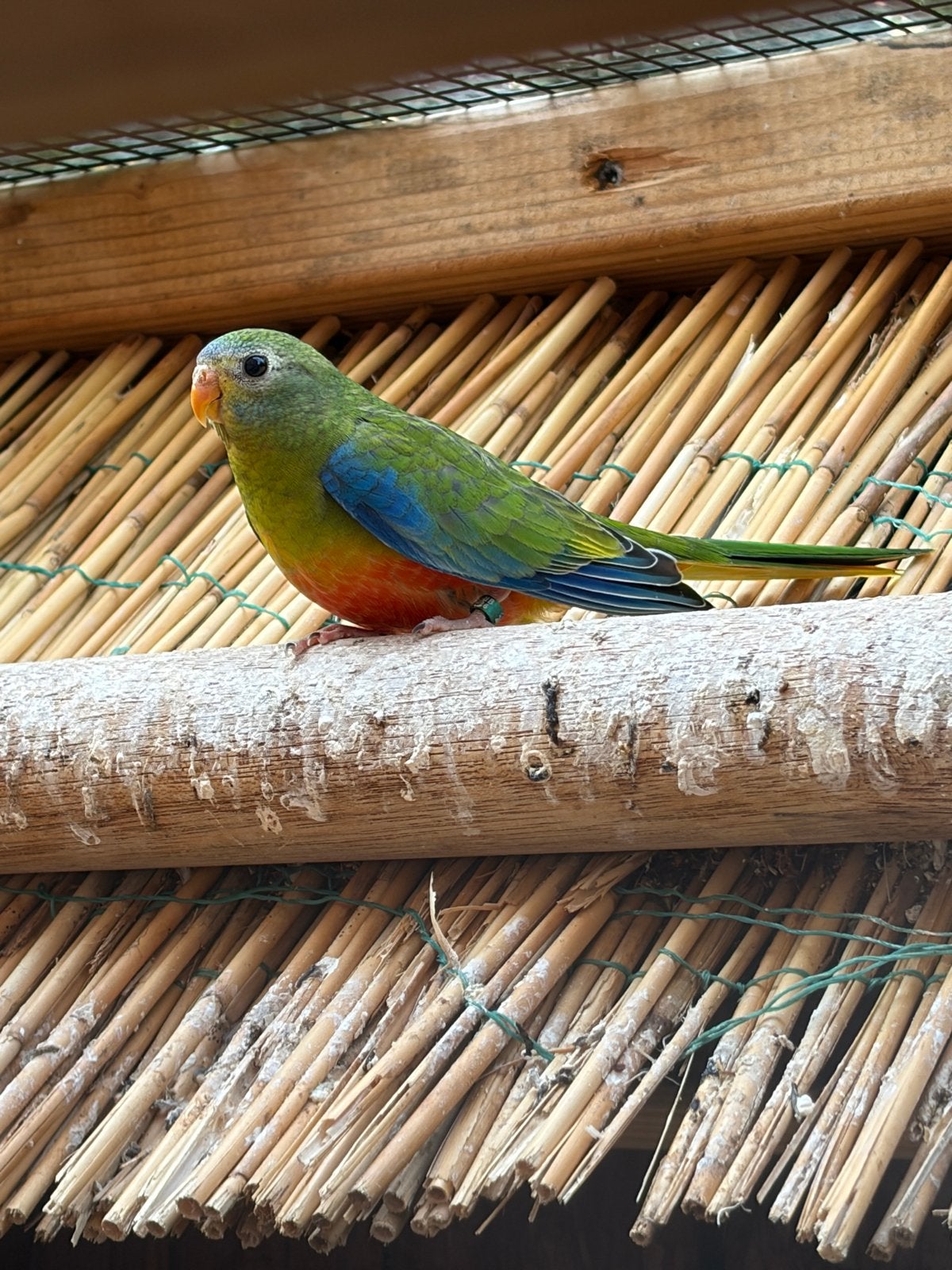 turquoisine roodborst parkiet 2026 geringd, Meerdere dieren, Papegaai, Geringd