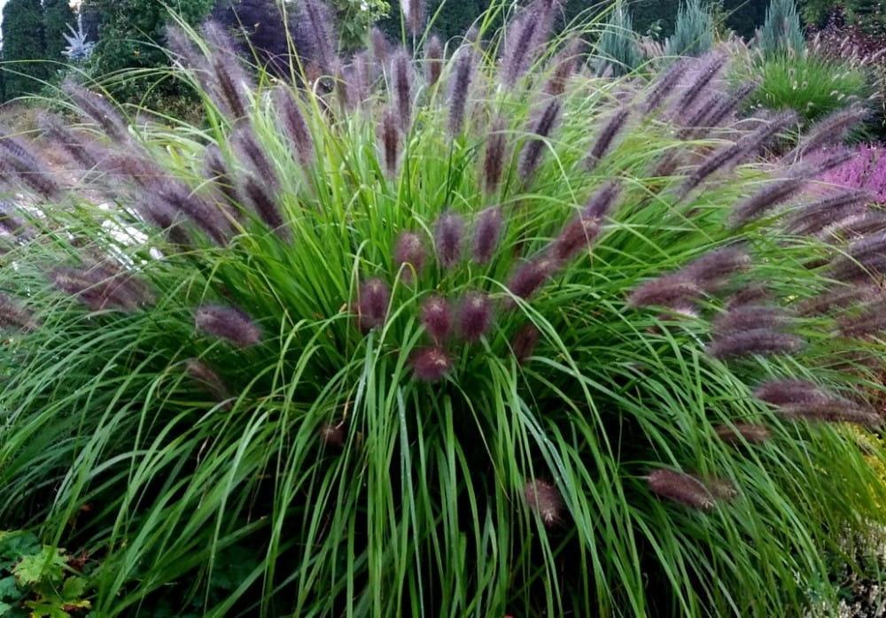 Bi0 zaden Lampenpoetsergras - Pennisetum alopecuroides, Tuin en Terras, Bloembollen en Zaden, Volle zon, Verzenden