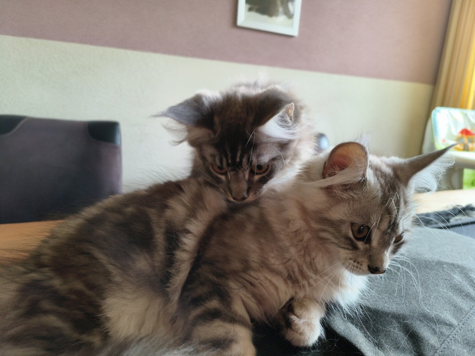 2 prachtige Main Coon dames, Poes, Gechipt