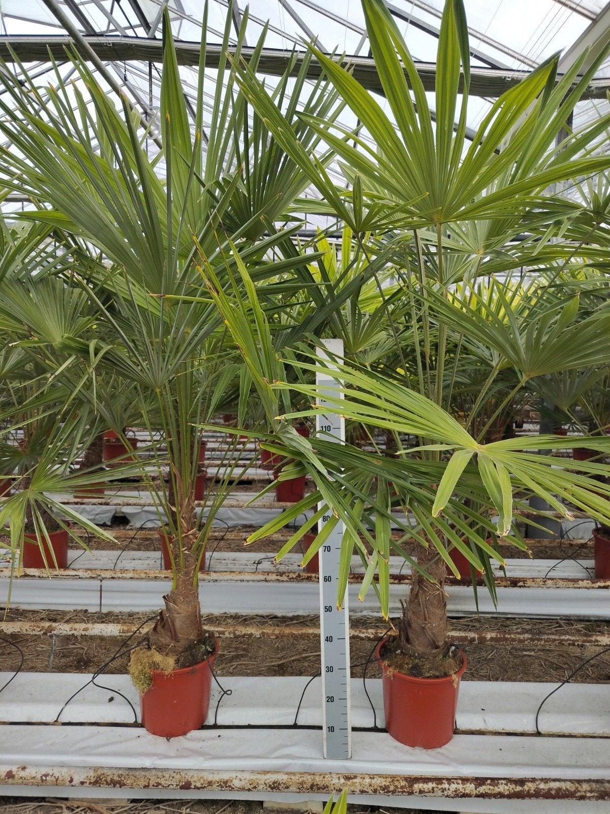 Winterharde Palmboom 2,50 m hoog Winterhard, Tuin en Terras, 100 tot 250 cm, Zomer, Palmboom, Ophalen