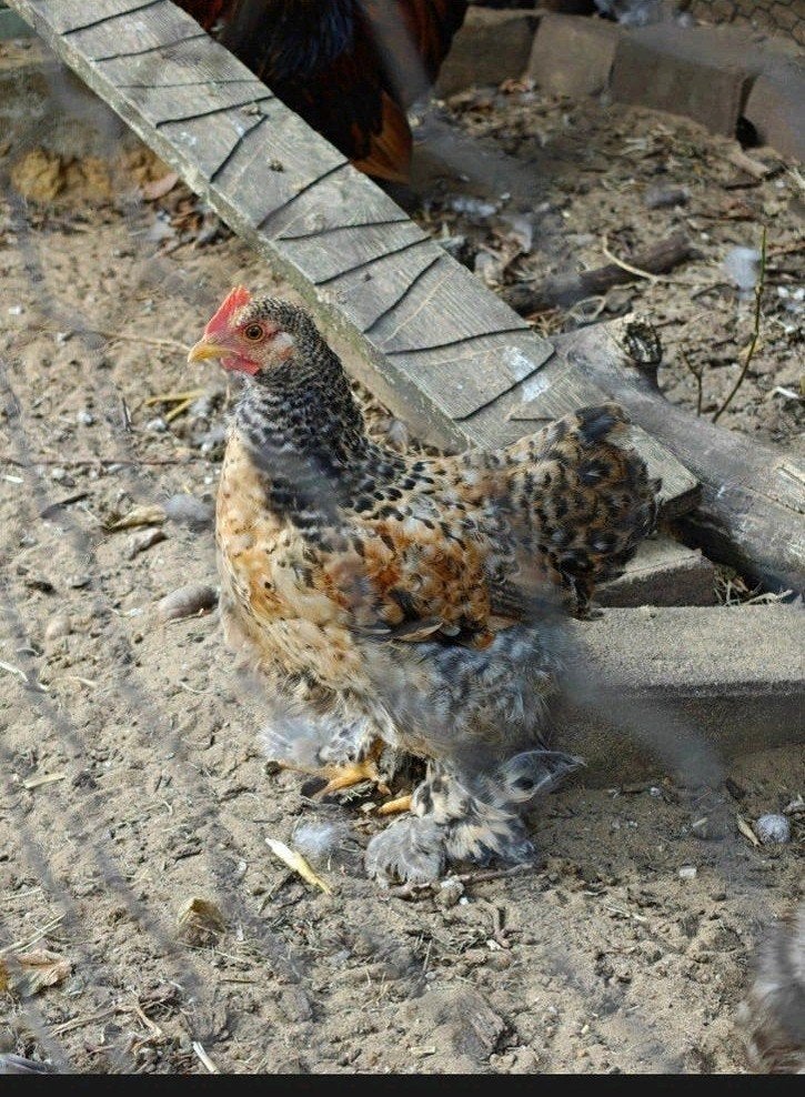2 Cochin kriel hanen, Mannelijk, Kip