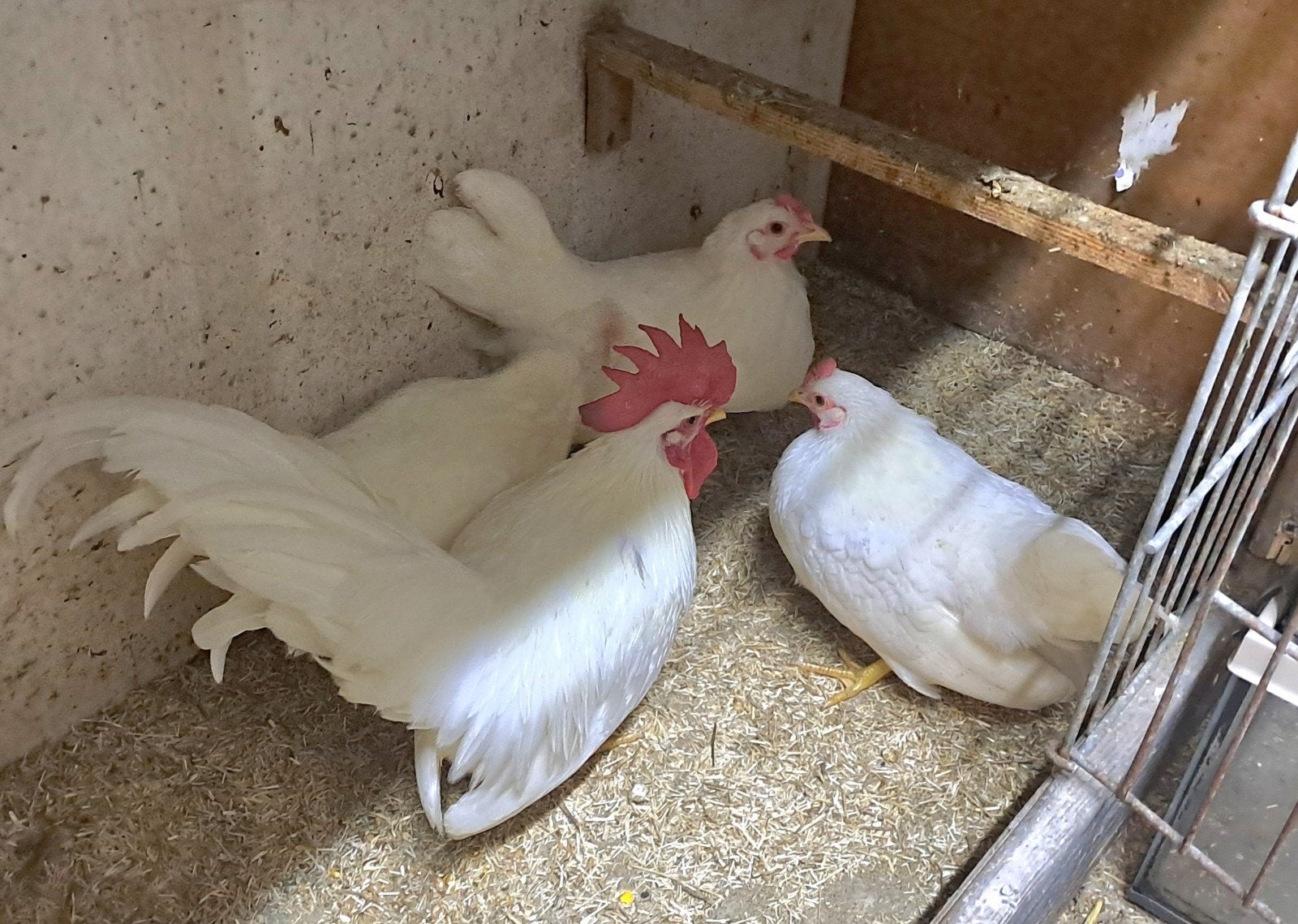 Witte chabo kriel kippen, Dieren en Toebehoren, Pluimvee, Meerdere dieren, Kip