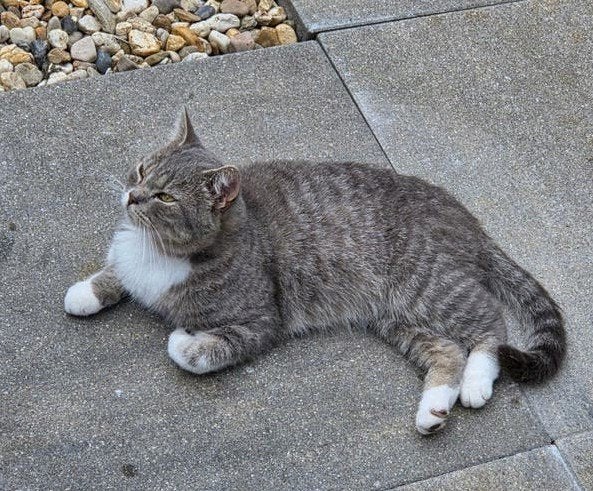 KATER VERMIST ROTTERDAM ZUID/ ZUIDWIJK / BELONING wie vindt, Kat