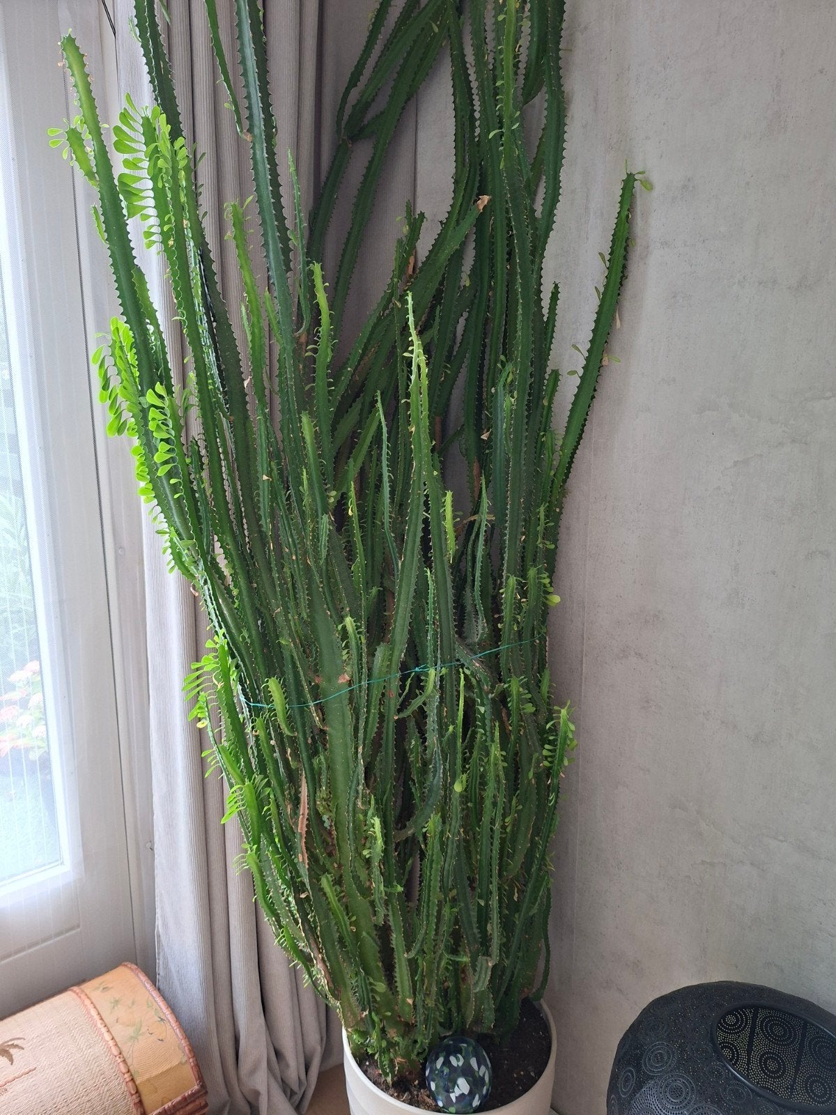Supergrote cactus plant., Huis en Inrichting, Ophalen, Cactus, Volle zon, 150 tot 200 cm
