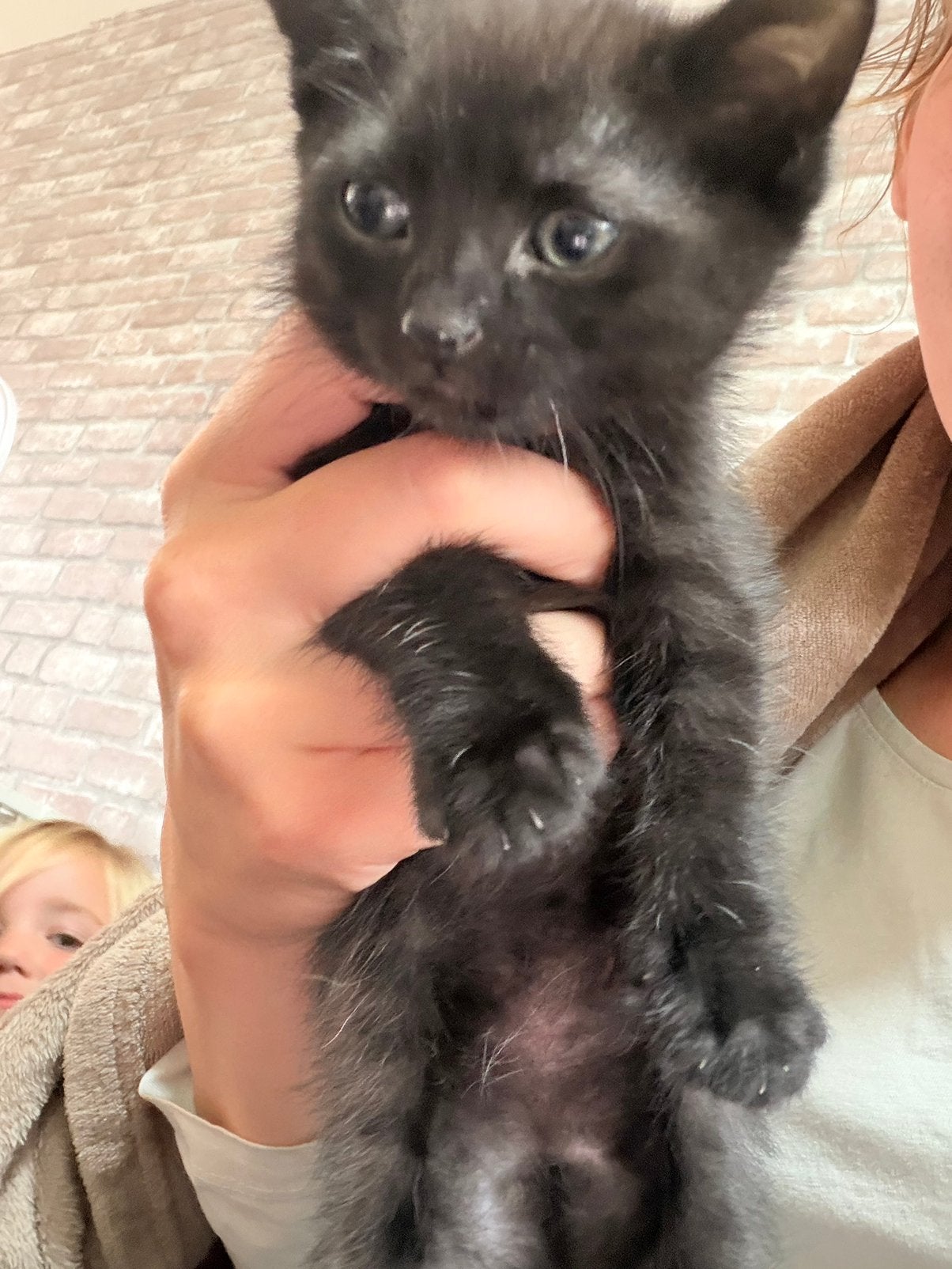 Vrouwtjes kitten, Dieren en Toebehoren, Poes, Ontwormd, 0 tot 2 jaar