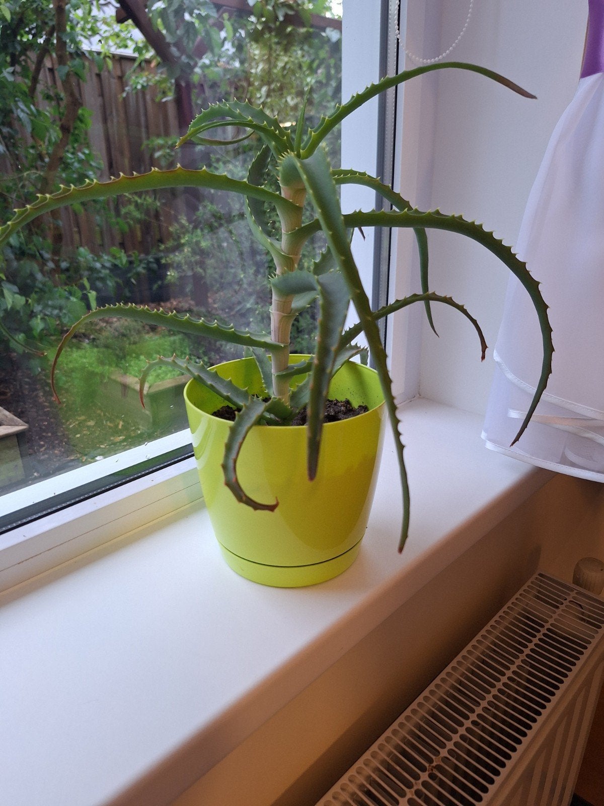 Aloe arborescens, Ophalen of Verzenden, Halfschaduw, Minder dan 100 cm