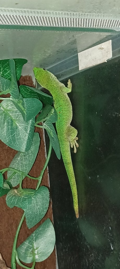 Madagascar daggekko man (Phelsuma madagascariensis grandis), Dieren en Toebehoren, Reptielen en Amfibieën, Hagedis, 0 tot 2 jaar