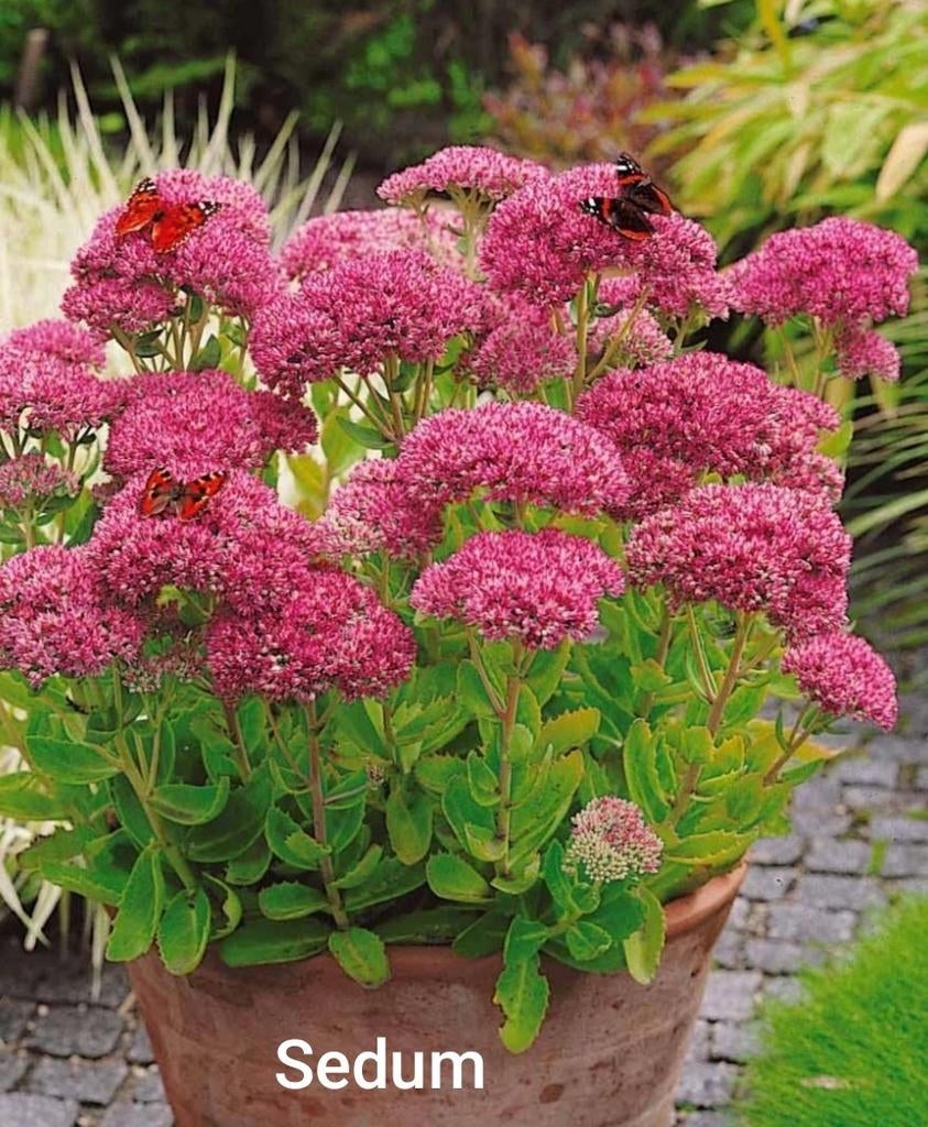 Vaste tuinplanten, Tuin en Terras, Ophalen, Vaste plant, Overige soorten