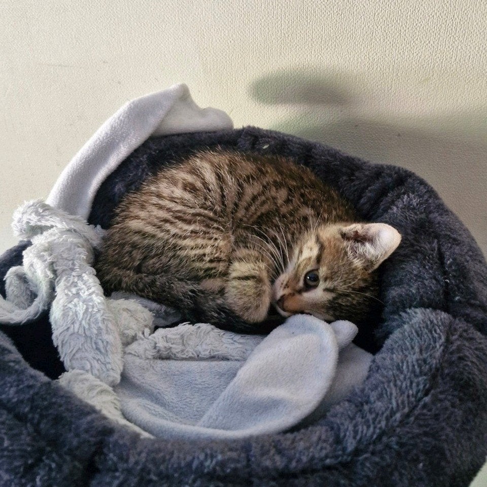 Lieve kittens ❤️, Dieren en Toebehoren, Meerdere dieren, Kortharig, 0 tot 2 jaar