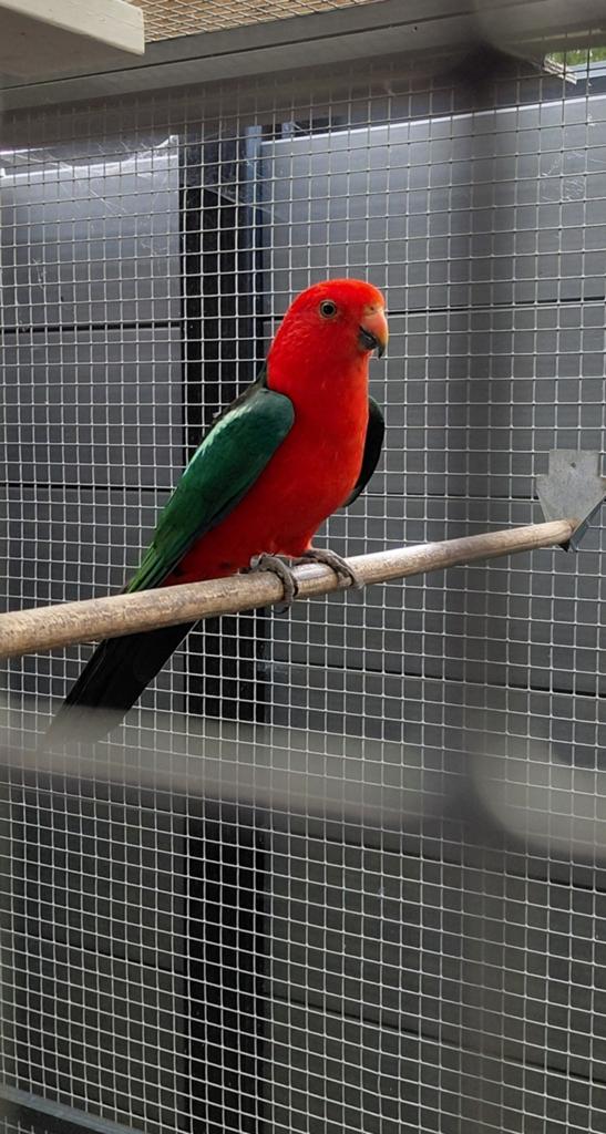 Koningsparkieten, Dieren en Toebehoren, Meerdere dieren, Parkiet, Geringd