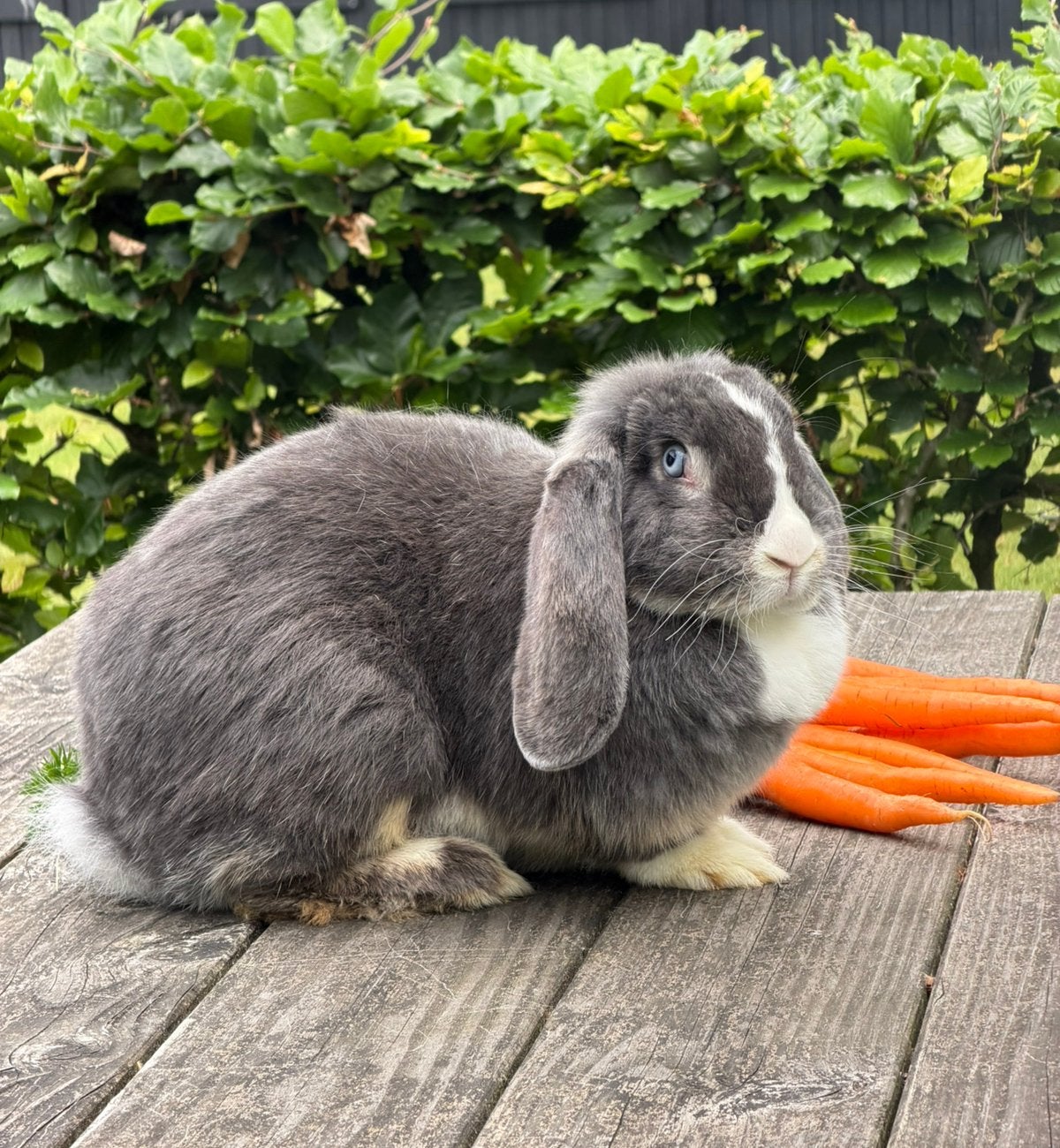 Franse hangoor voedster, blauwotter, gevaccineerd, Dieren en Toebehoren, Konijnen, Vrouwelijk, Groot, Hangoor, 0 tot 2 jaar