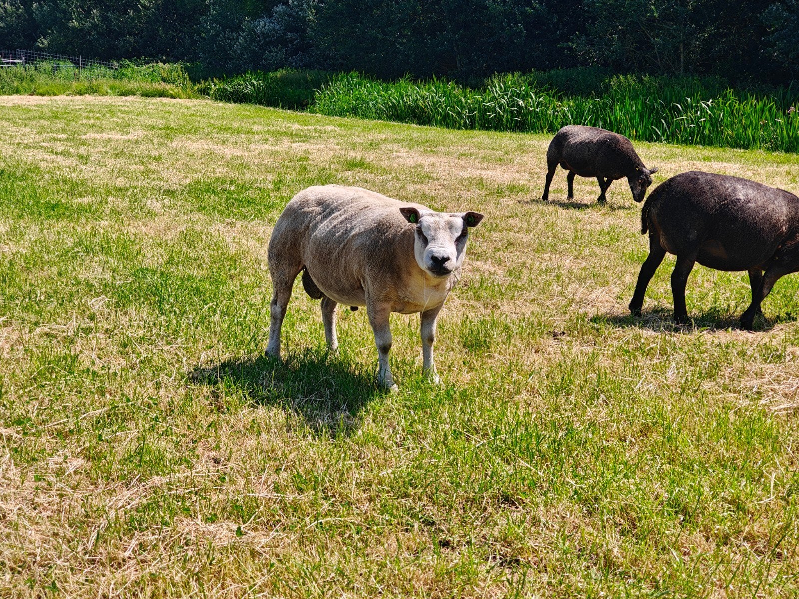 Texelaar met dubbel booroola-gen dekram, Dieren en Toebehoren, Mannelijk, Schaap, 0 tot 2 jaar