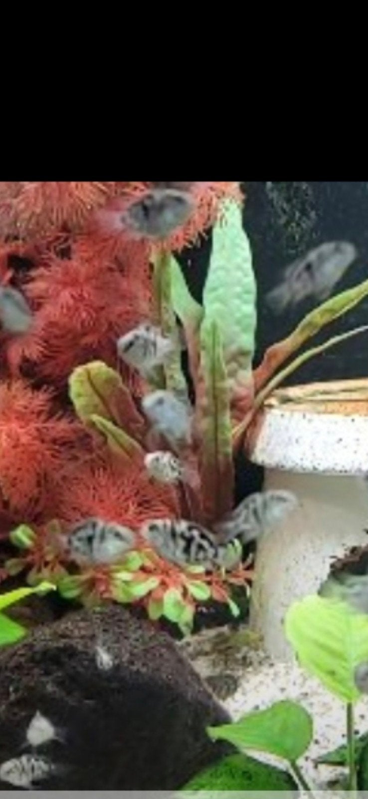 parrots dwerg chiclide te koop a 2 euro, Ophalen, Nieuw