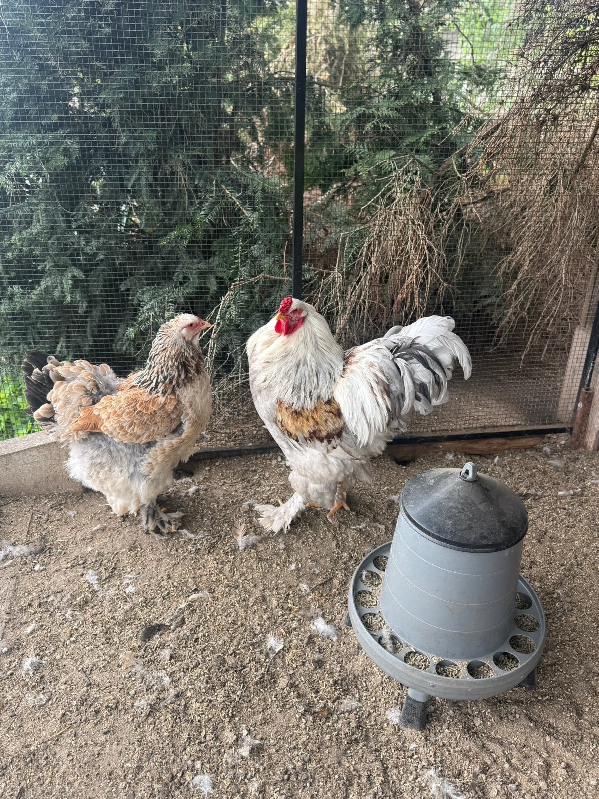 Brahma koppel zalm blauw/zwart, Meerdere dieren, Kip