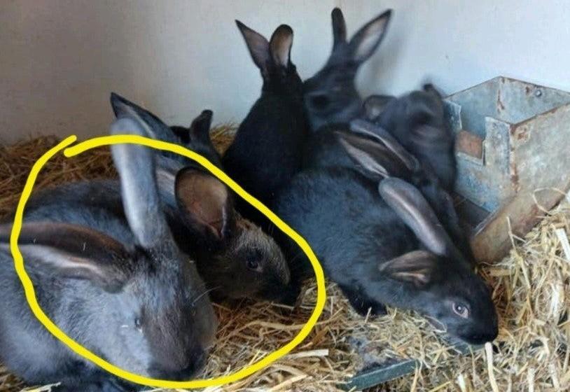 Mooie konijnen, Meerdere dieren, Groot, 0 tot 2 jaar