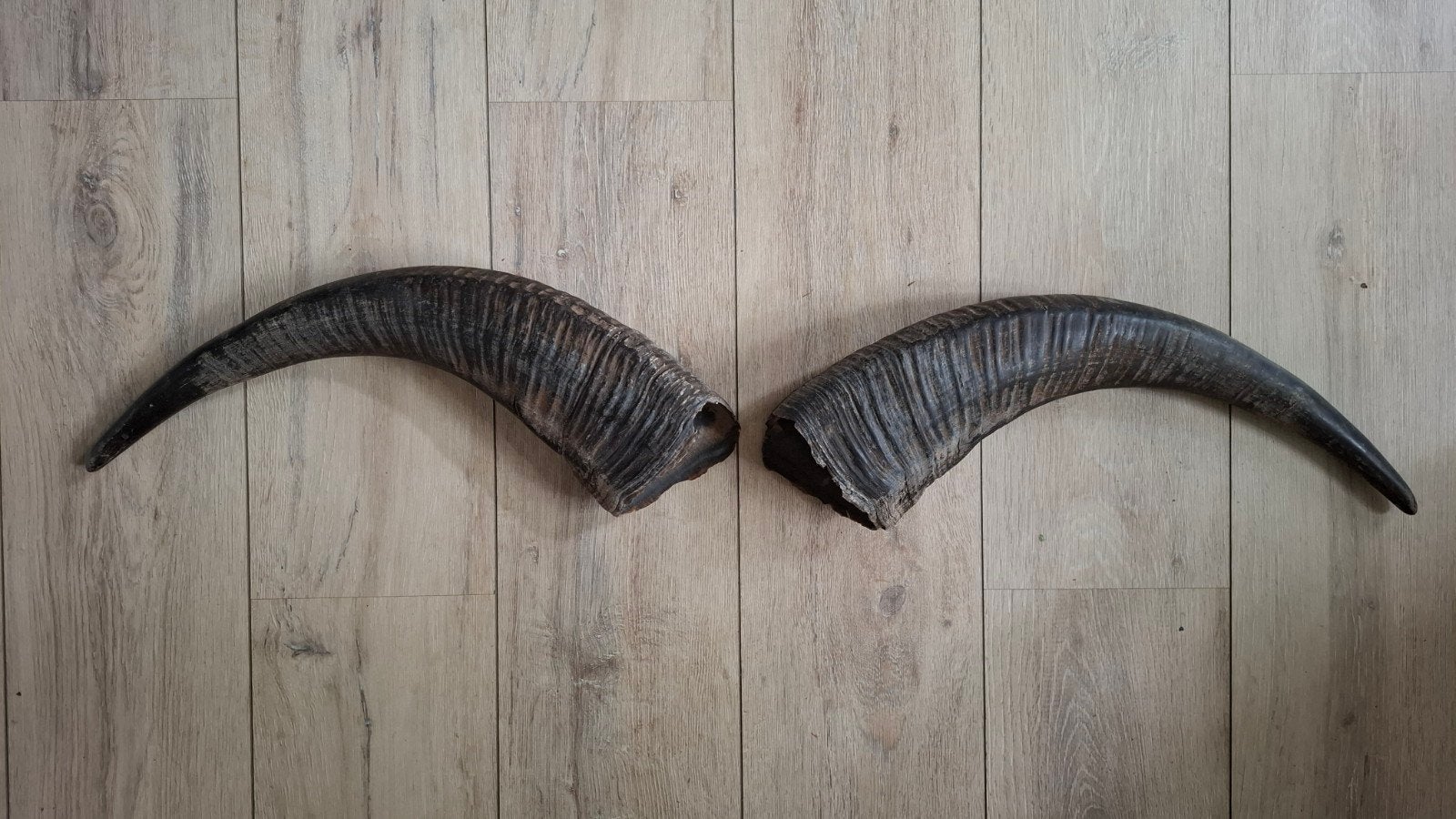Twee decoratieve hoorns van Waterbuffel., Ophalen, Zo goed als nieuw, Overige soorten, Gewei of Kop