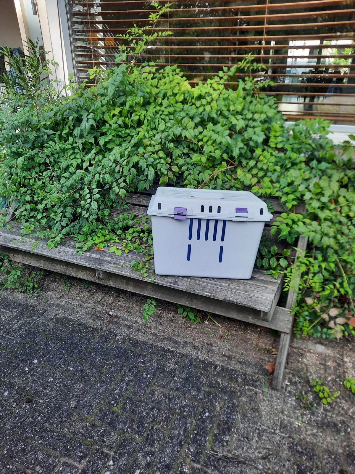 poezenbox, draagmand poes Gratis, Ophalen