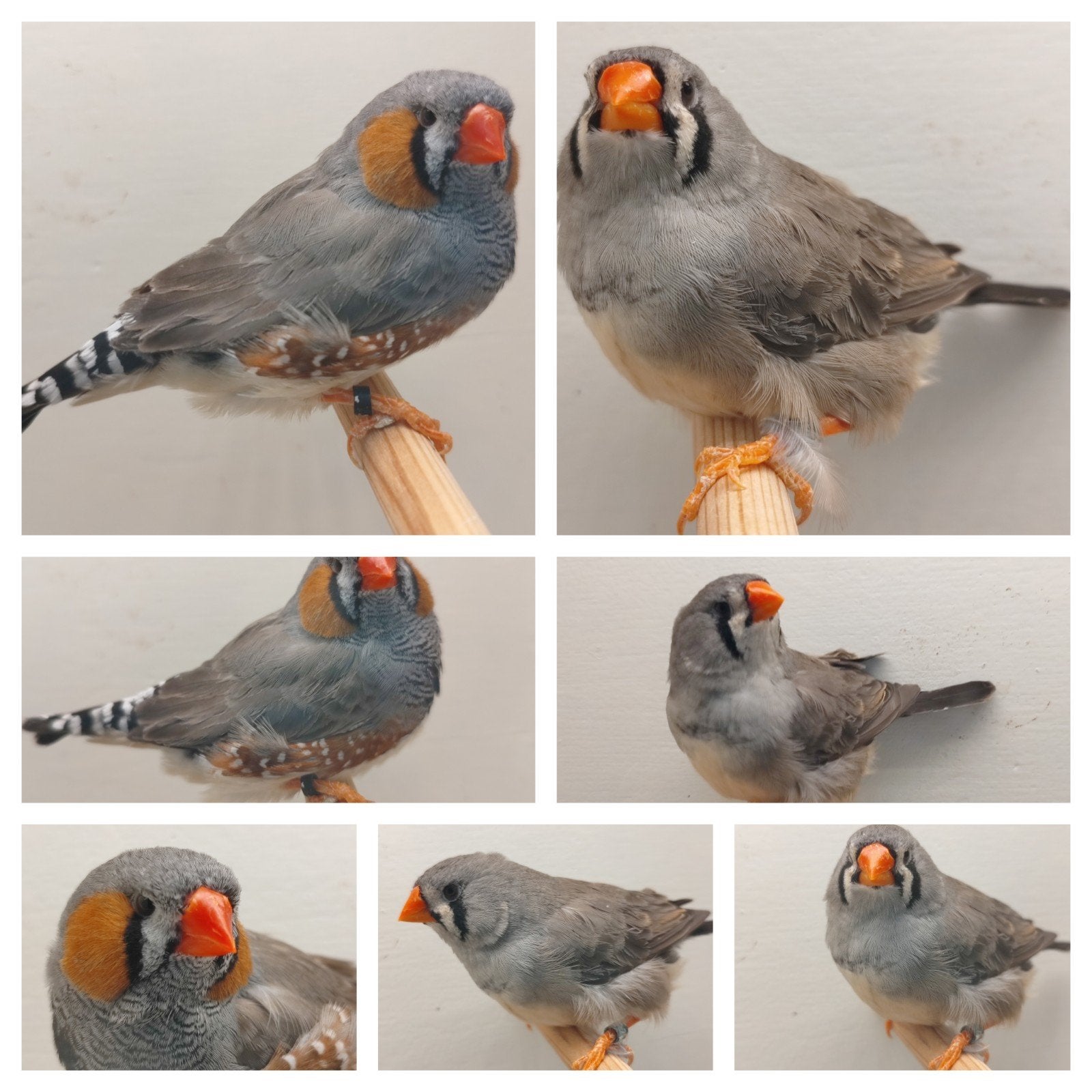 Koppel zebravinken grijs split charcoal x grijs, Dieren en Toebehoren, Meerdere dieren, Tropenvogel, Geringd