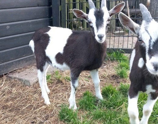 Nederlandse bonte bok, Dieren en Toebehoren, Mannelijk, Geit