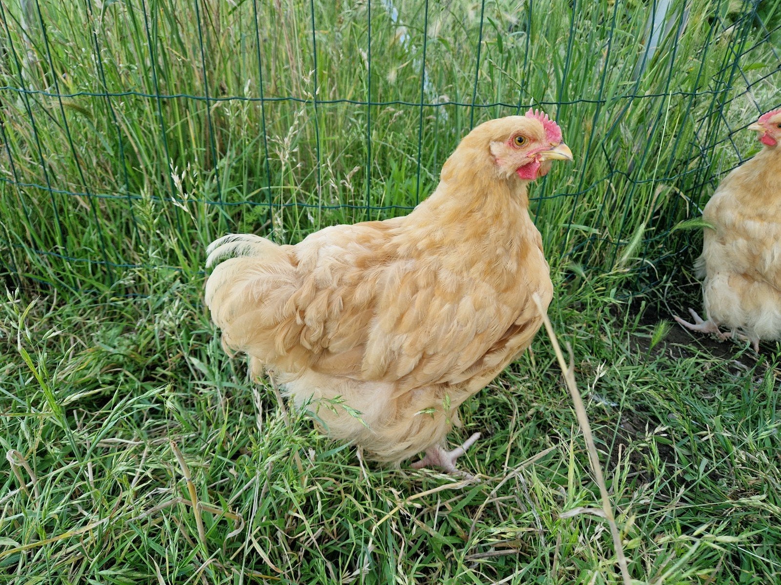 Orpington Buff haantje, 2 maanden oud, Dieren en Toebehoren, Mannelijk, Kip