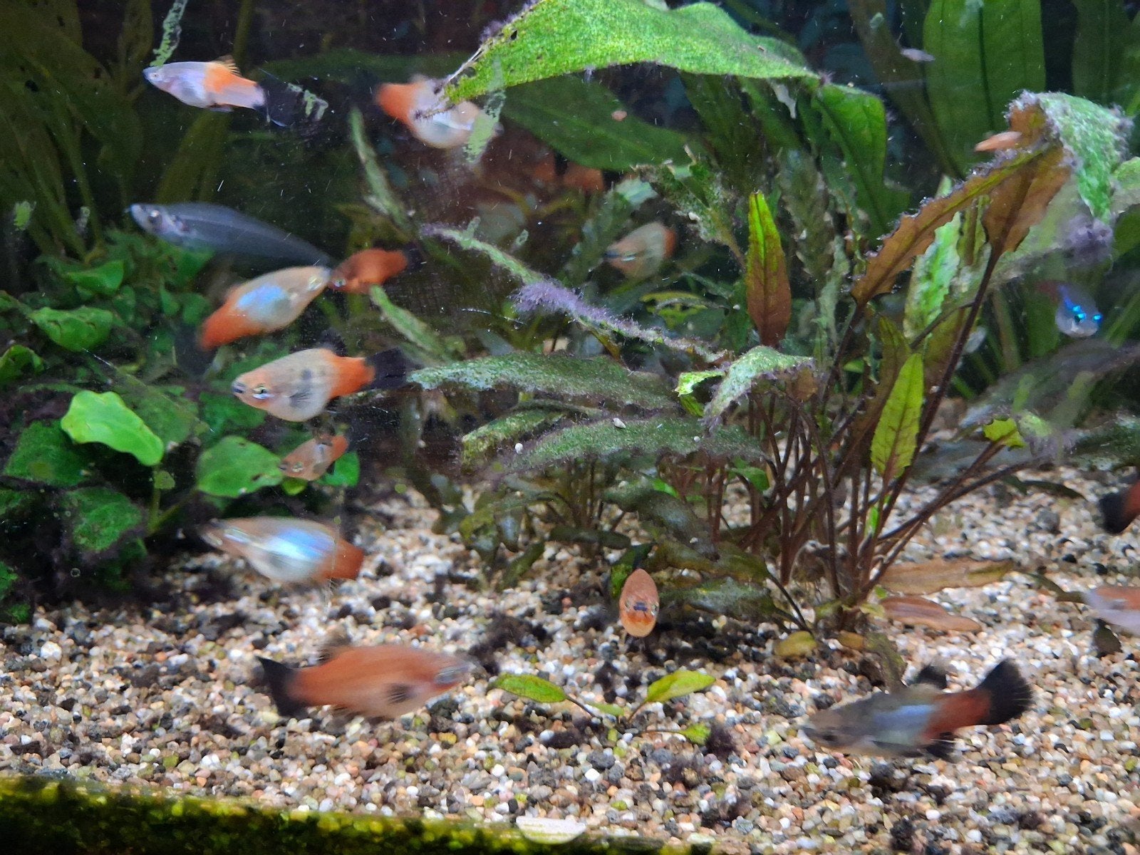 plaatjes jong en oud, Dieren en Toebehoren, Vis, Zoetwatervis