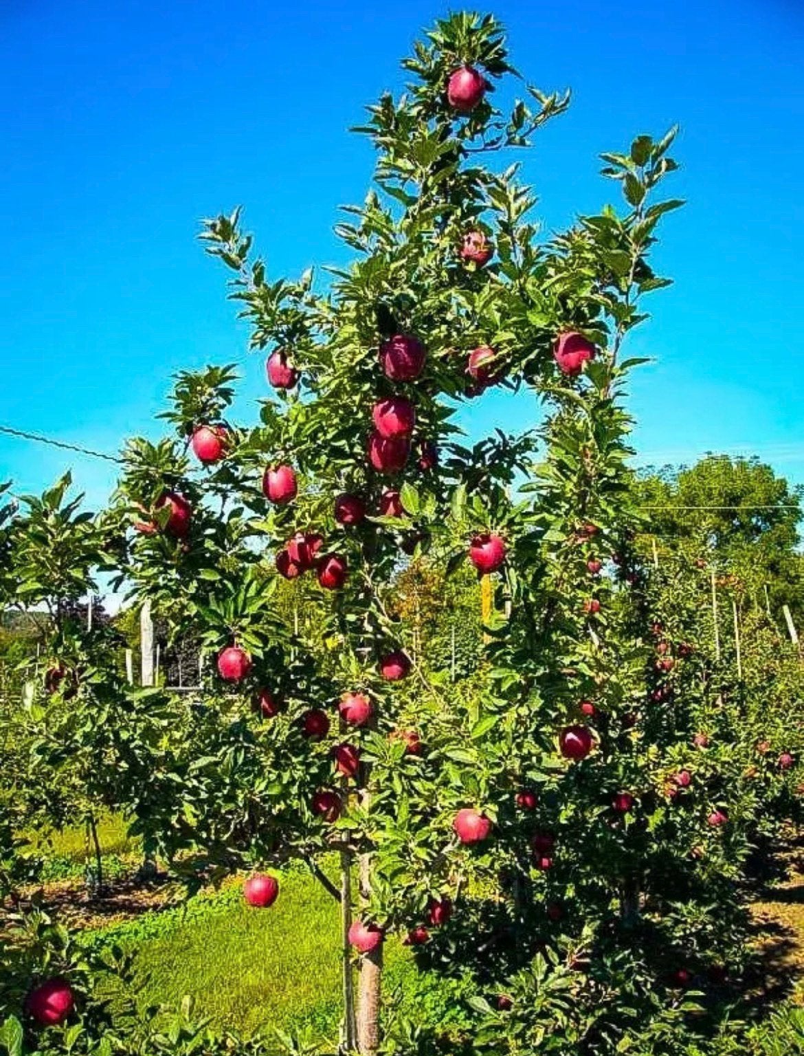 Mooie Elstar appelbomen te koop - geplant in 2012, Ophalen, 100 tot 250 cm, Appelboom, Lente