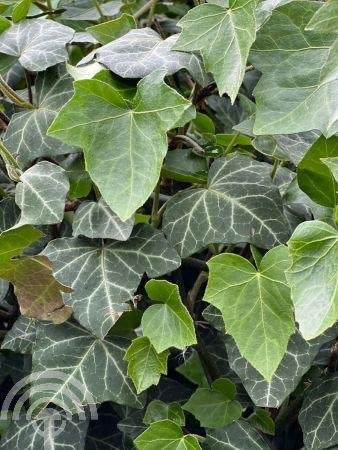 KLIMPLANT Hedera hibernica Ierse klimop P9 20-30CM va.€ 1,50, Vaste plant, Ophalen of Verzenden, Halfschaduw, Klimplanten