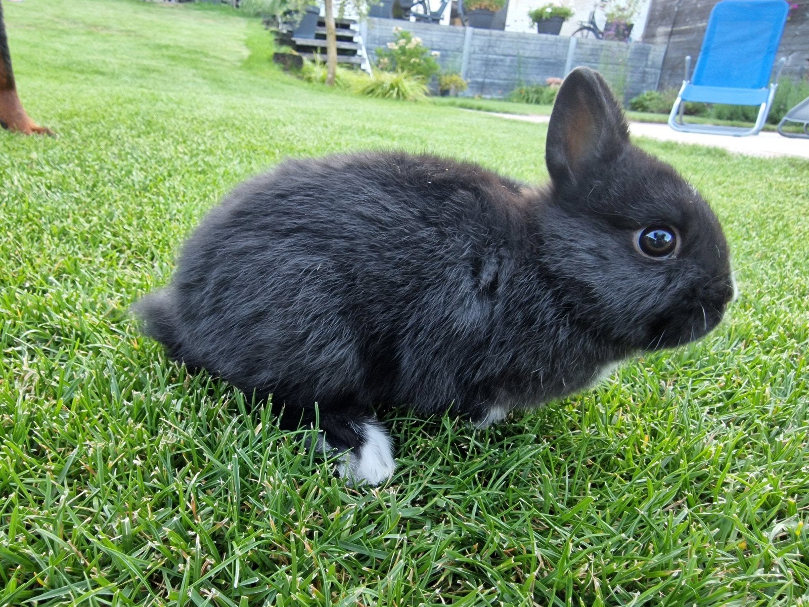 nestje jonge kleurdwergjes, Meerdere dieren, Dwerg, 0 tot 2 jaar