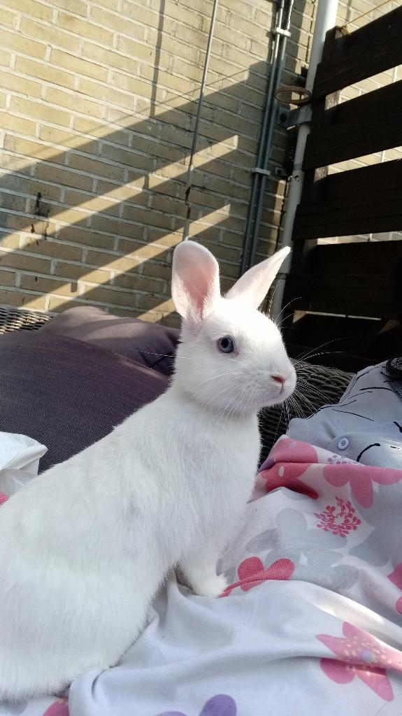 Konijn + alle spullen, Dieren en Toebehoren, Konijnen, Mannelijk, Middelgroot, 0 tot 2 jaar