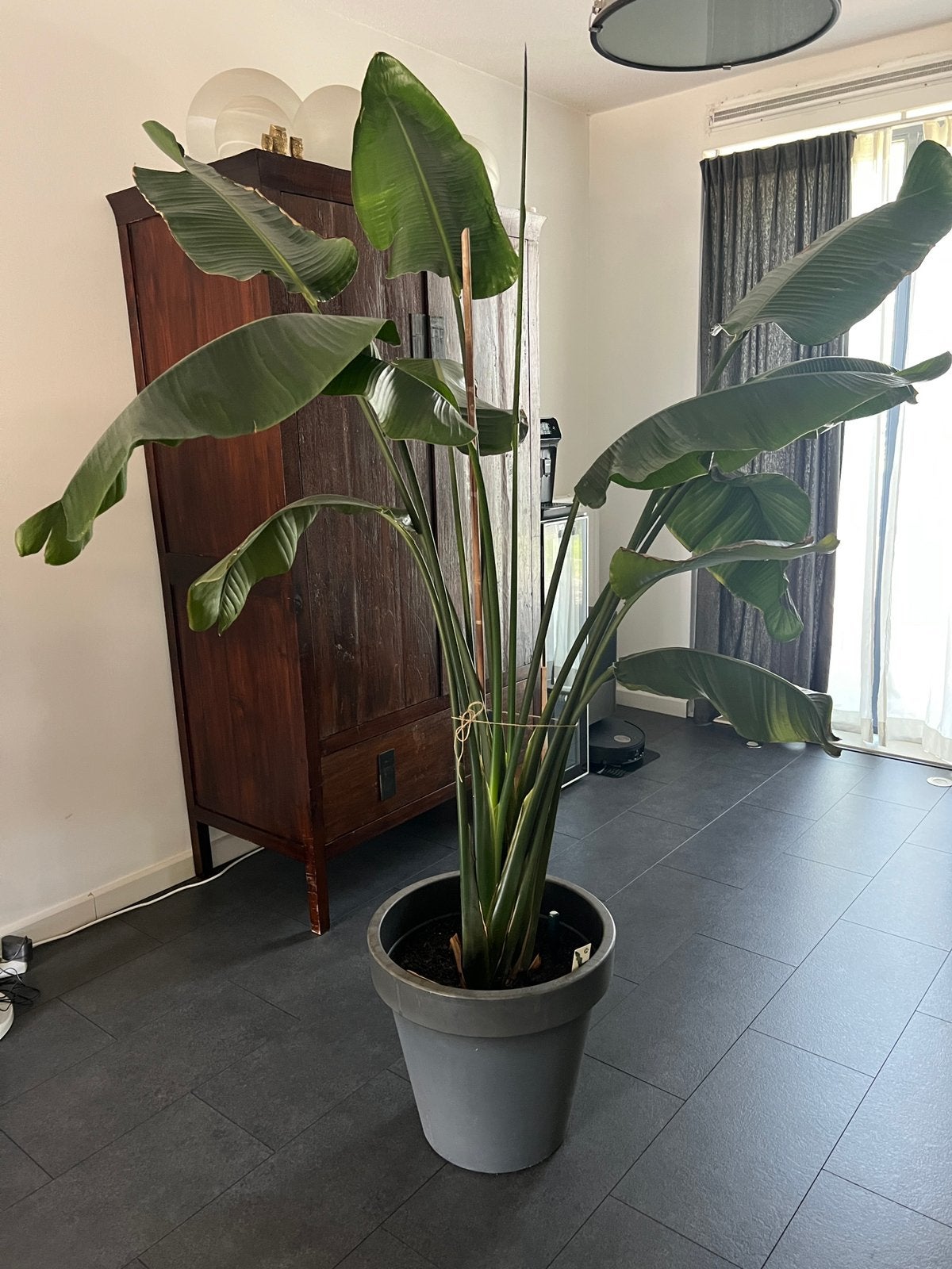 Strelizia Nicolai, Huis en Inrichting, Ophalen, 200 cm of meer, Halfschaduw, In pot