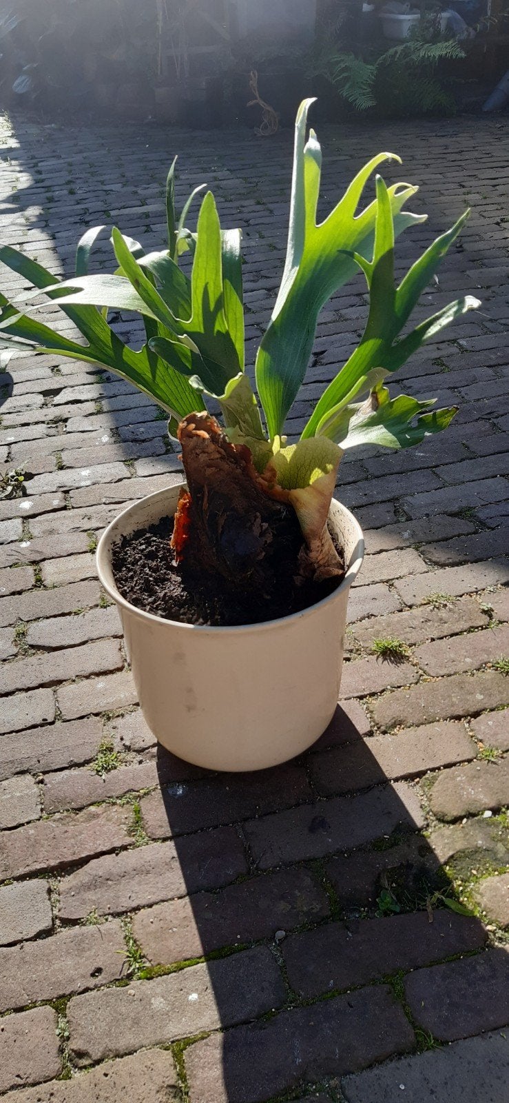 Hertshoorn, Ophalen, Halfschaduw, Minder dan 100 cm