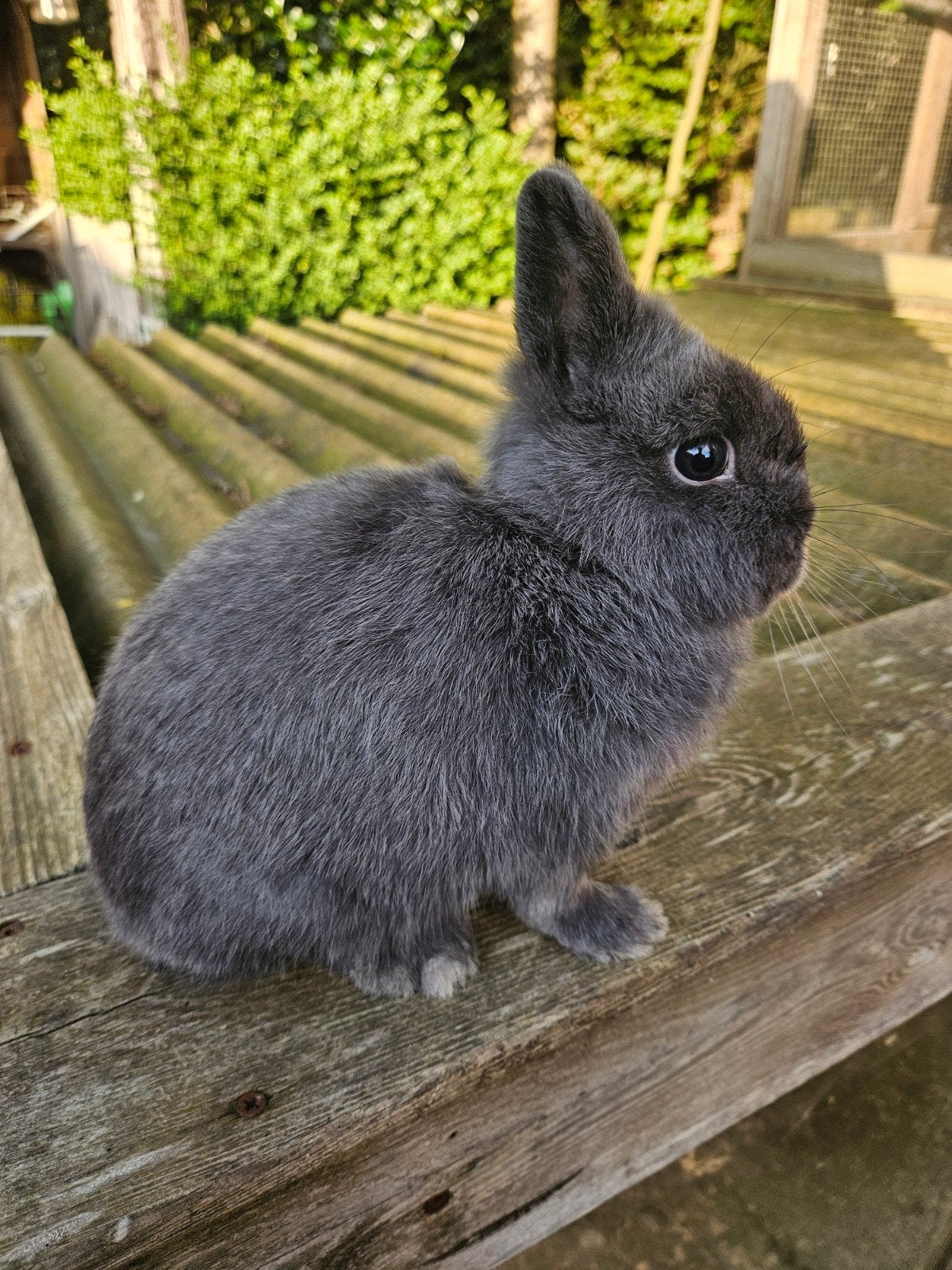 kleurdwergen blauw, Dieren en Toebehoren, Konijnen, Meerdere dieren, Groot