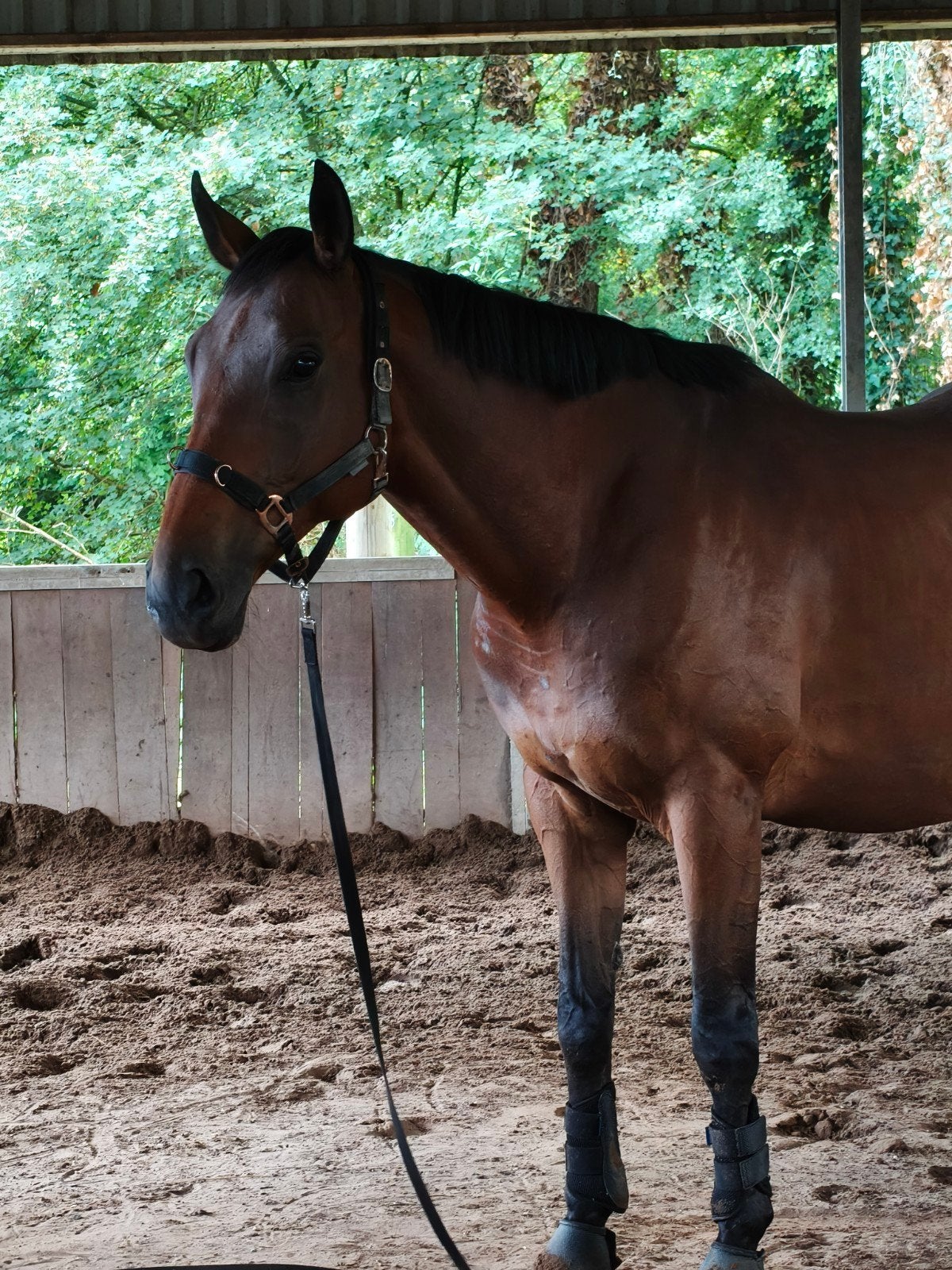 lieve ruin, 175 cm of meer, Ruin, Zadelmak, Recreatiepaard