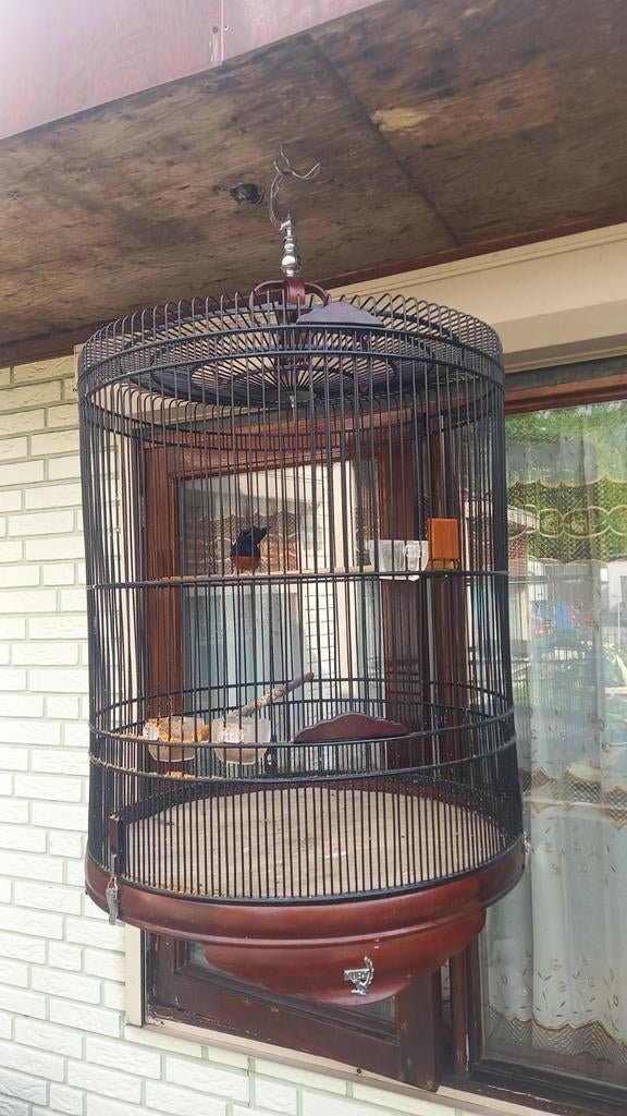 Schamalijster plus grote kooi, Dieren en Toebehoren, Ophalen, Zo goed als nieuw, Metaal, Vogelkooi