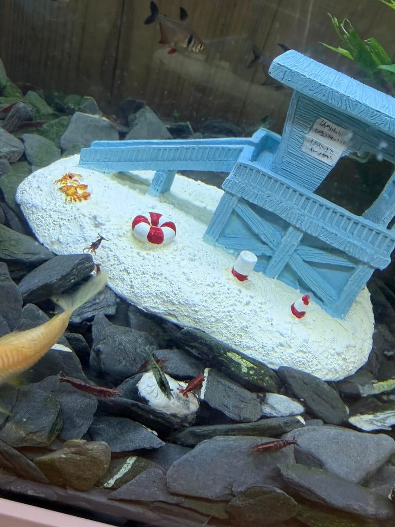 Garnalen, Kreeft, Krab of Garnaal