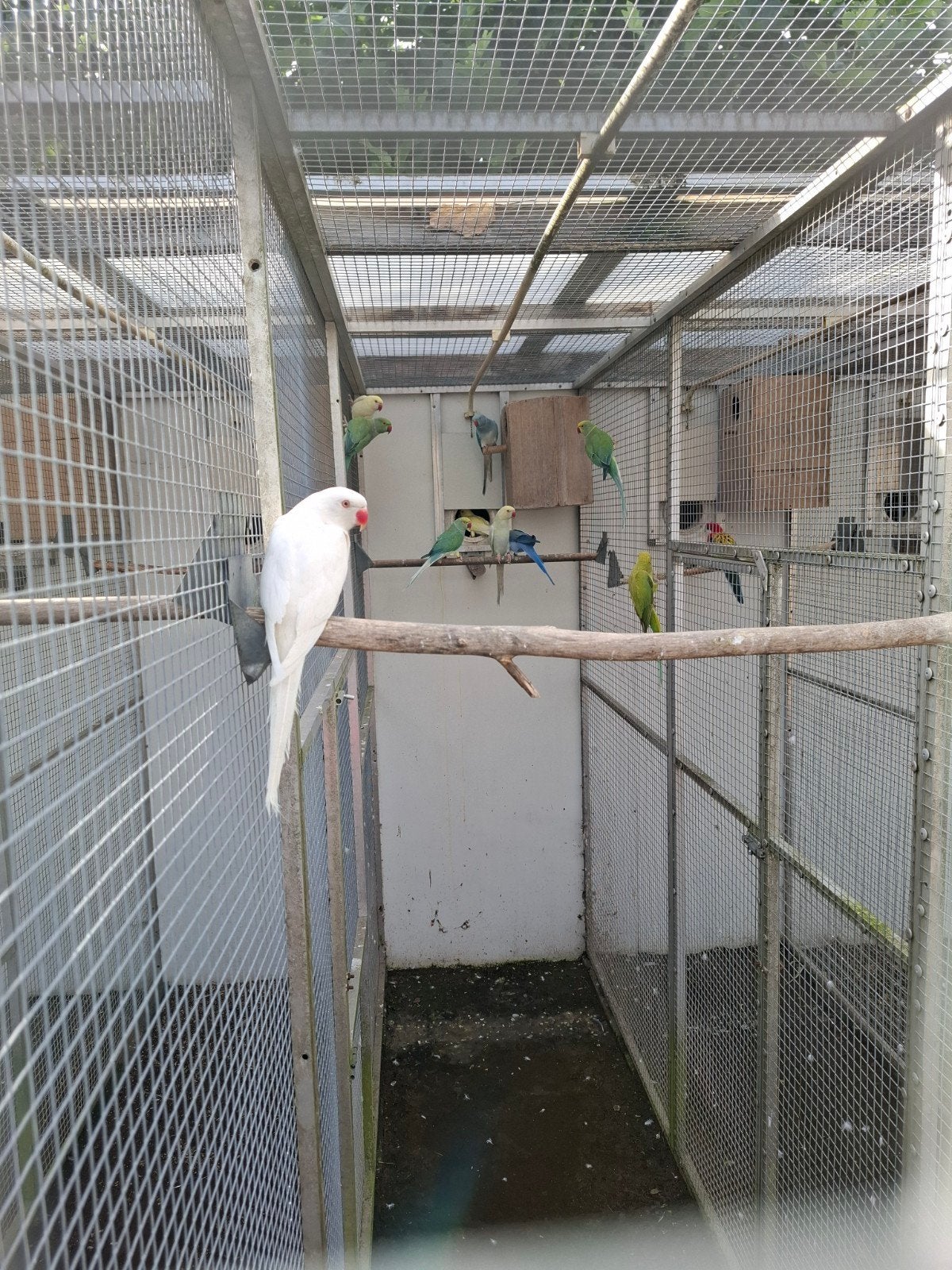 Diverse soorten vogels in diverse kleuren