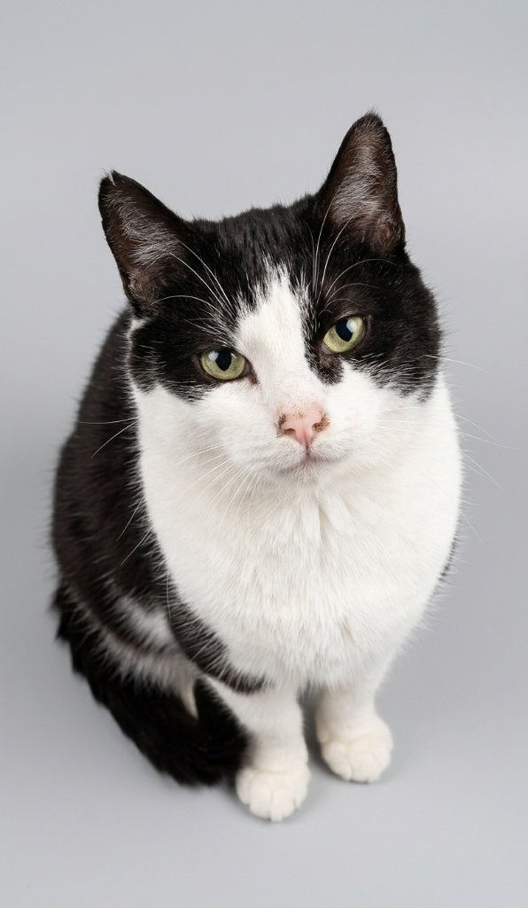 KAT SYLVESTER ZWART WIT KATER ZOEKT EEN NIEUW THUIS, Dieren en Toebehoren, Kater, Kortharig, 6 jaar of ouder