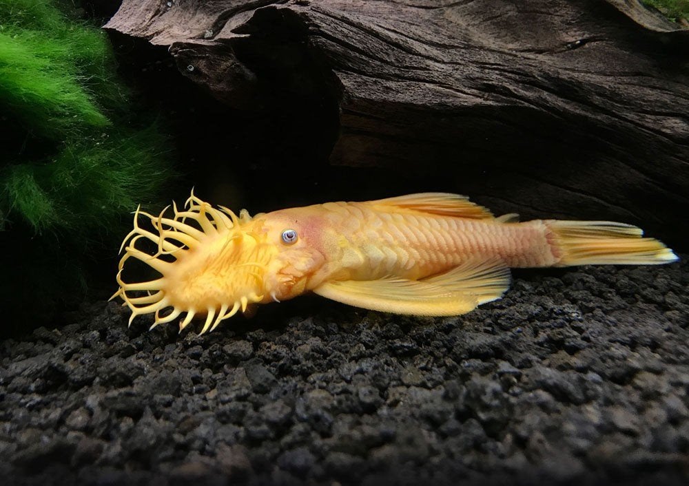 L144 Lemon blue eyes kweektrio, Vis
