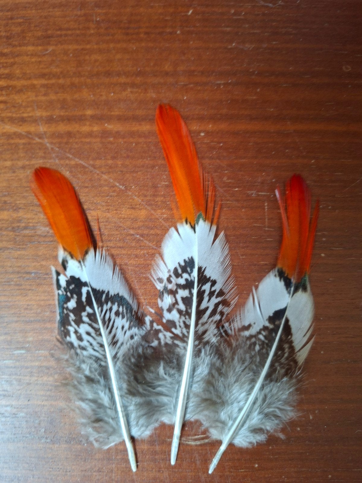 3 stuks mooie veren , rui veren fazant, Ophalen of Verzenden, Zo goed als nieuw, Nvt, Nvt