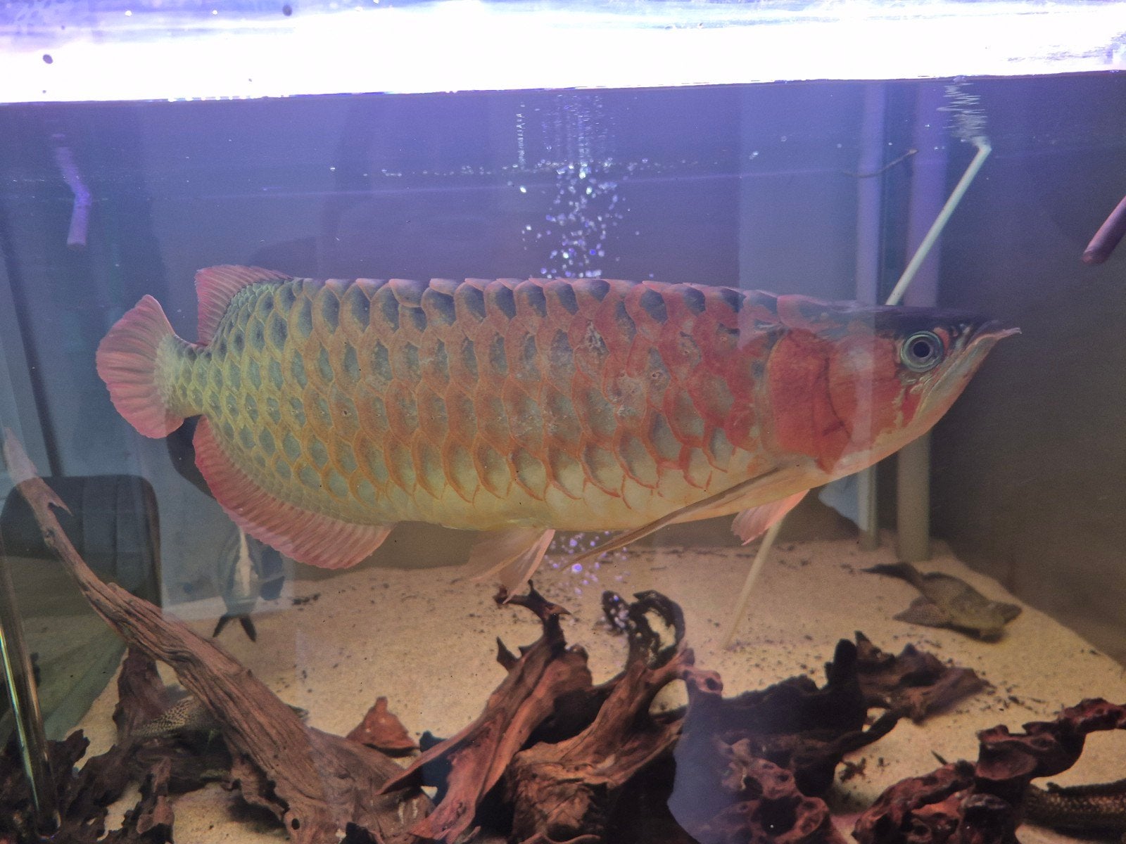 Arowana Red/ Datnoide/ Pleco, Dieren en Toebehoren, Vis, Zoetwatervis