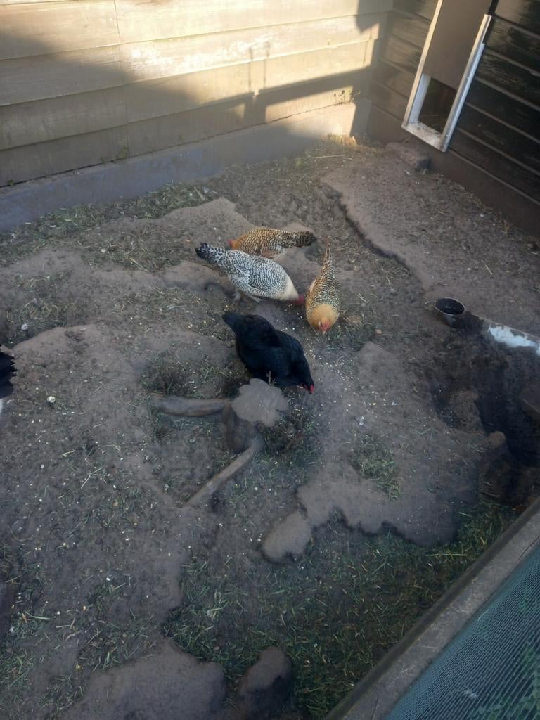 Kippen, Dieren en Toebehoren, Pluimvee, Mannelijk, Kip