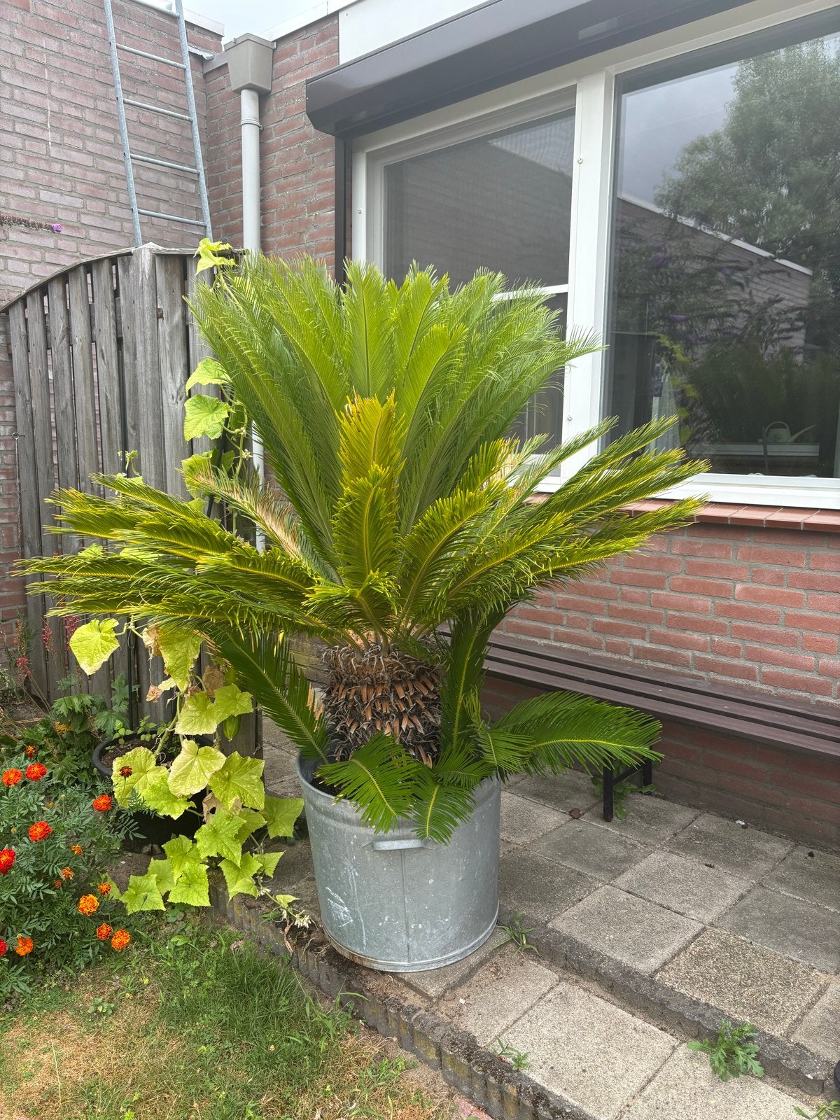 Prachtige Cycas Revoluta - Japanse Sagopalm, Volle zon, Vaste plant, Bloeit niet, Ophalen