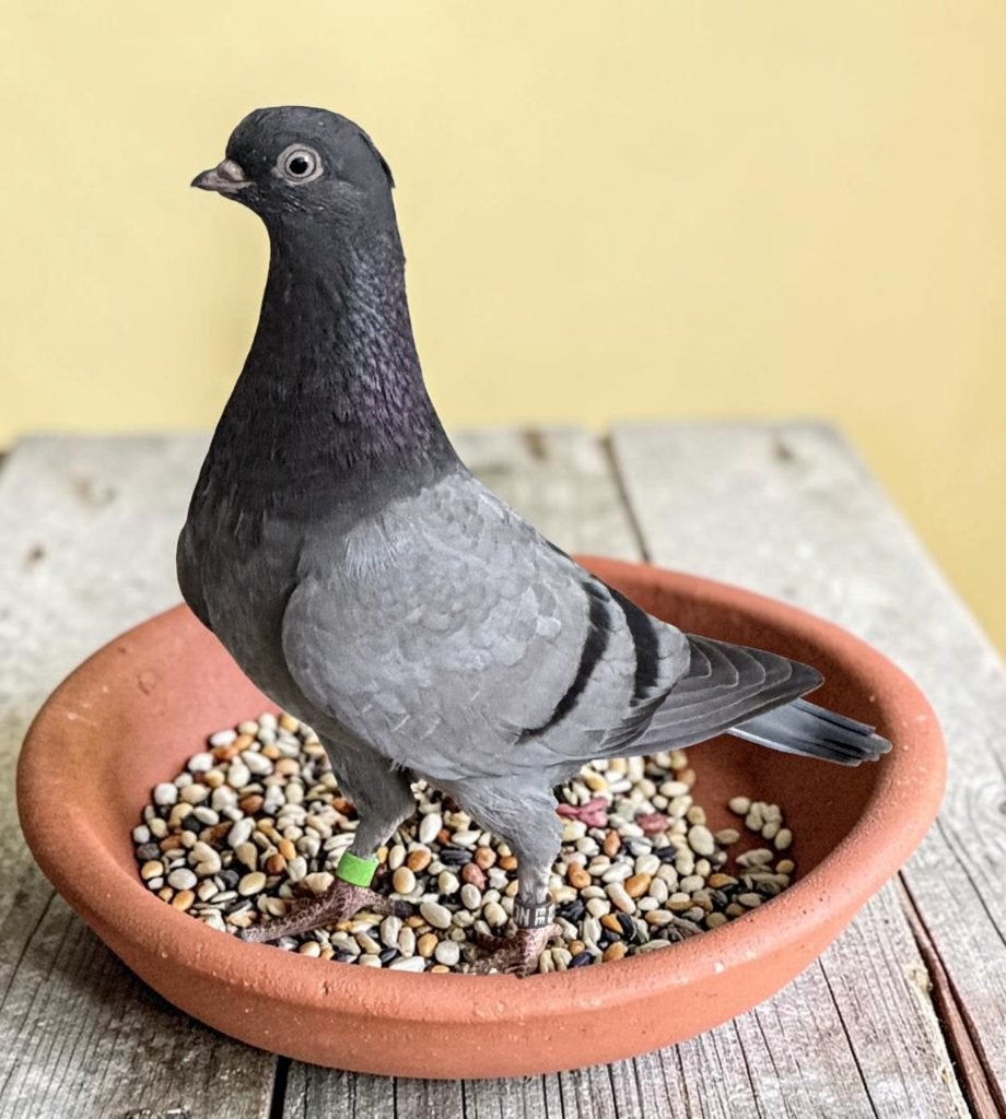 Portugese Tuimelaars, Dieren en Toebehoren, Vogels | Duiven, Meerdere dieren, Tuimelaar of Roller