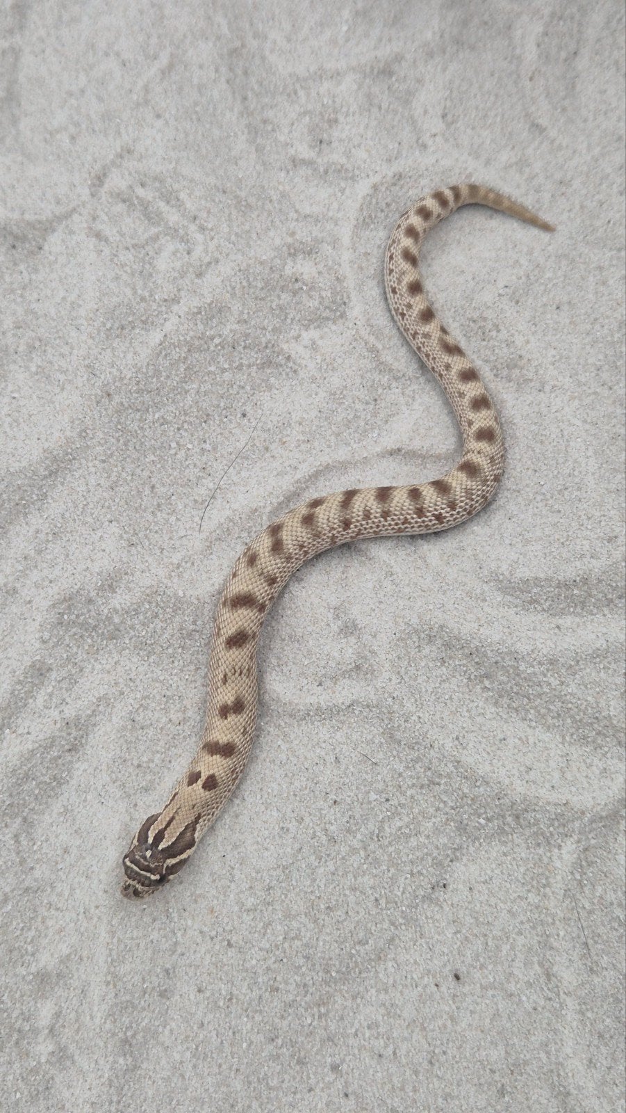 Haakneusslang het snow Hognose Snake photo 3
